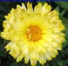 Fleurs comestibles pour le thé et la nourriture, g, sans échantillons, récipients personnalisables, thé à chrysanthème jaune, Standard ue - Product Image 4