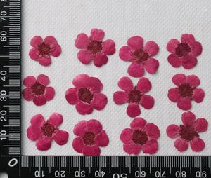 Настоящие сушеные прессованные цветы <span class=keywords><strong>Ranunculus</strong></span> Japonicus Buttercup - Product Image 6