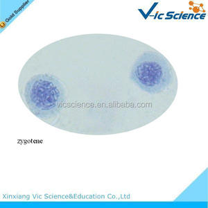 Lames préparées au <span class=keywords><strong>microscope</strong></span> ensemble de lames de méiose pour l'enseignement et la recherche - Product Image 2
