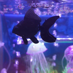 Nep Vis <span class=keywords><strong>Aquarium</strong></span> Decoratieve Kleine Plastic Vis Simuleren Goudvis Bewegen Met Waterstroom - Product Image 2