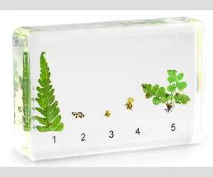 수명주기 고사리 진짜 식물 표본 수지 최고의 교육 보조 교육 장난감 선물