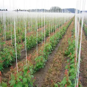 Pasak Plastik Pendukung Memanjat Tanaman Pasak Serat Kaca untuk Pohon Kebun Anggur Tomat