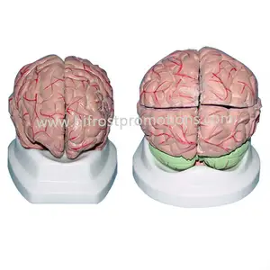 Anatomical Model Plastic Human Medical Brain Anatomical Model