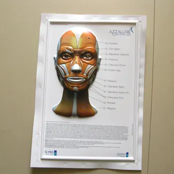 3d baskı posterler PVC posteri anatomik resim