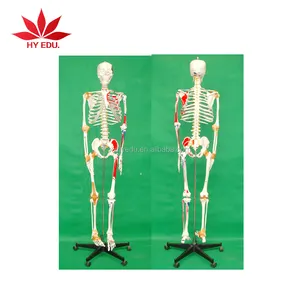 Medische Model 180 Cm Hoge Skelet Model Van Menselijk Met Gekleurde Spier En Ligament Voor Medische Student