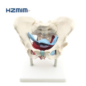 Mô Hình Xương Chậu Nữ Có Cơ Và Cơ Quan Mô Hình Xương Giải Phẫu Xương Chậu - Product Image 1