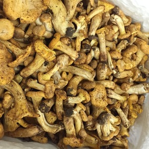Detan Frais Sauvage Chanterelles Prix - Product Image 2