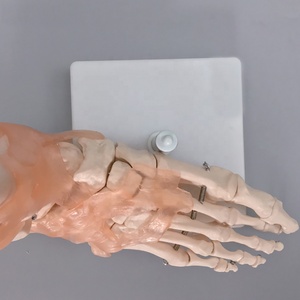 Modèle d'articulation de cheville de pied humain de taille naturelle et modèle squelette de pied ligament et modèle anatomique d'articulation de pied ligament - Product Image 3