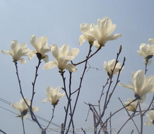 <span class=keywords><strong>Yu</strong></span> Lan <span class=keywords><strong>Hua</strong></span>, Té Chino, Flores Secas Naturales de Magnolia Denudata Enteras - Product Image 4