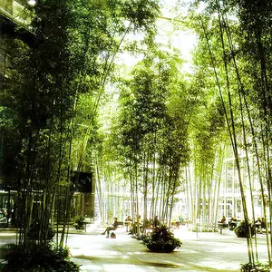 Bán Buôn Nhựa Hàng Rào Tre Trang Trí Nhân Tạo Cây Tre May Mắn - Product Image 1