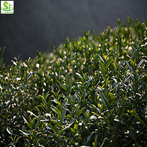 Çin batı gölü Longjing ünlü taze uzun <span class=keywords><strong>Jing</strong></span> YEŞİL ÇAY - Product Image 6