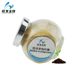 Polvere di Bacillus Mucilaginosus, Fertilizzante <span class=keywords><strong>Biologico</strong></span> con 10 Miliardi di CFU per Grammo per Fertilizzazione Microorganica - Product Image 3