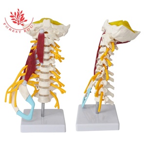 자궁 경부 척추 목 척추 후두 뼈 뇌 줄기 모델 7 조각 인간의 척추 기둥 - Product Image 3