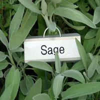 Sage A Base di Erbe di Tè Secche foglie di Salvia Foglia di Tè Buono per la Salute in Anhui
