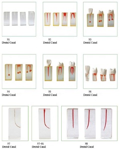 <span class=keywords><strong>Dental</strong></span> studio Anatomico Mandibola modello - Product Image 4