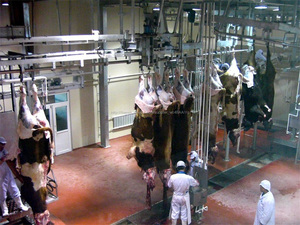 <span class=keywords><strong>Ane</strong></span> équipement de l'usine d'abattage - Product Image 3