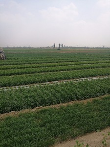 Avancée pass à BRC acheter légumes congelés <span class=keywords><strong>poireau</strong></span> - Product Image 4