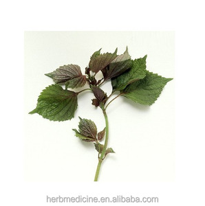 Especias secas y té de alta calidad, hoja de Perilla natural, hojas de perilla total - Product Image 5