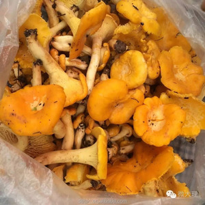 Detan Girolles Surgelées/Noms de Champignons - Product Image 2