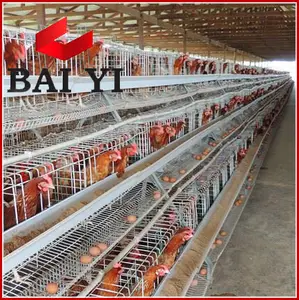 Galinhas automáticas coop para camadas de galinhas na nigéria para 5000 galinhas