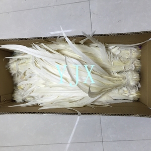 Plumes de poulet blanches longues blanchies en gros, plumes de queue de coq - Product Image 3