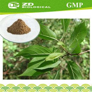 الطب الطبيعي حمض الكلوروجينيك eucommia ulmoides استخراج المذيبات استخراج نوع p. e. eucommia استخراج - Product Image 1