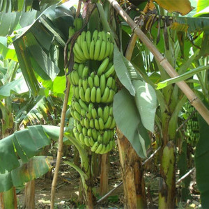 L'agriculture composé granulaire npk 12-24-12 <span class=keywords><strong>engrais</strong></span> - Product Image 6