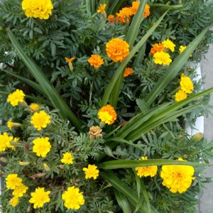Jin <span class=keywords><strong>Zhan</strong></span> Ju oragnic ดอกดาวเรืองแห้งทั้งดอกสำหรับชงชา - Product Image 6