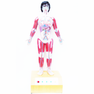 Gelsonlabは、医療科学における人間の心臓の周期とサイズを実証するためのマイクロコンピューターモデルをHSEM-022しました - Product Image 1