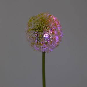 Solare Giardino Luce Della Decorazione Del Fiore del Dente di Leone - Product Image 6