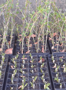 Offre Spéciale Profonde 150mm 28 cellules <span class=keywords><strong>Bac</strong></span> à Semis En Plastique Pour La Canne À Sucre Et <span class=keywords><strong>Arbre</strong></span> - Product Image 6