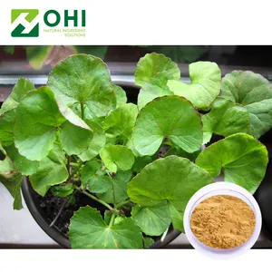 Gotu kola dried extract 10:1/asiaticoside powder 80%