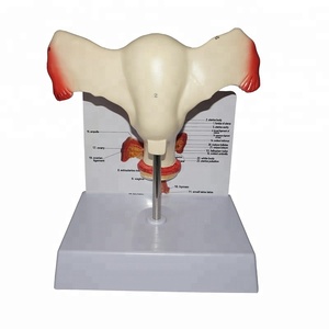 महिला प्रजनन शारीरिक मॉडल: स्त्री रोग विज्ञान के लिए एक शिक्षण सहायता - Product Image 2