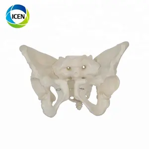 IN-106 Model Kerangka Manusia Anatomi 3D Model Tulang Belakang Pria/Wanita Dewasa Model Pelvis untuk Pendidikan