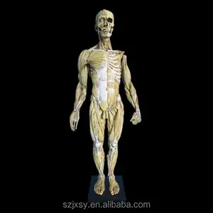 Custom Human Spier Anatomie Model Standbeeld