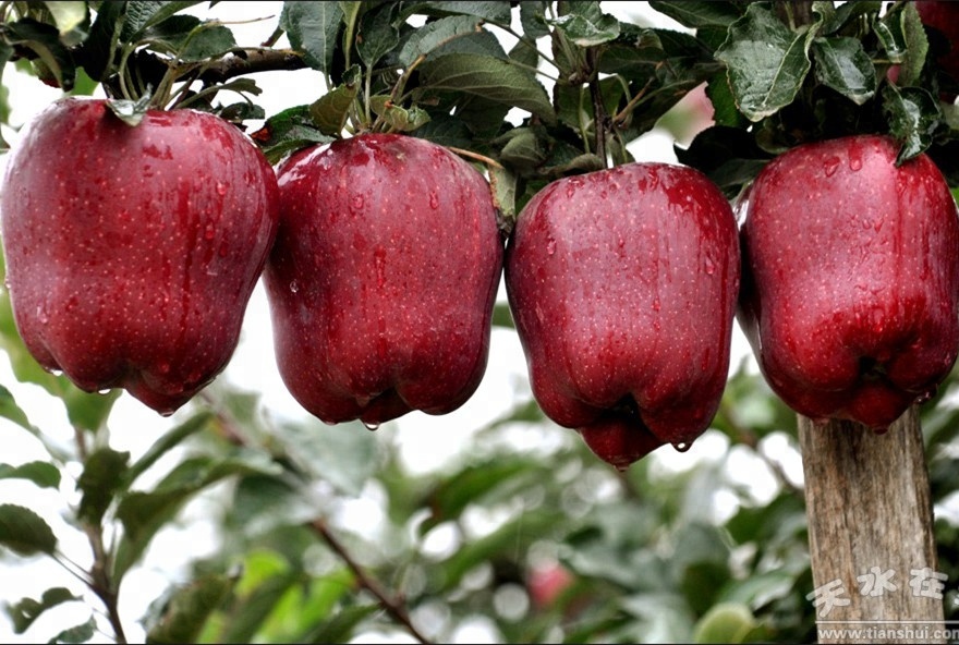 fresh qinguan sweety apple - buy fresh,qinguan