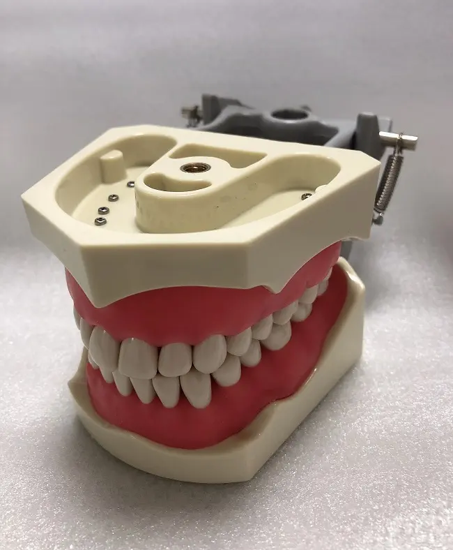 चिकित्सा विज्ञान विषय माउंट पोल के साथ दंत Typodont हटाने योग्य 32 pcs दांत दांत मॉडल अध्ययन