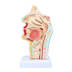 Modèle médical Gelsonlab HSBM-252 <span class=keywords><strong>de</strong></span> <span class=keywords><strong>la</strong></span> cavité nasale, <span class=keywords><strong>de</strong></span> <span class=keywords><strong>la</strong></span> cavité et du pharynx, modèle <span class=keywords><strong>de</strong></span> <span class=keywords><strong>la</strong></span> cavité buccale - Product Image 1