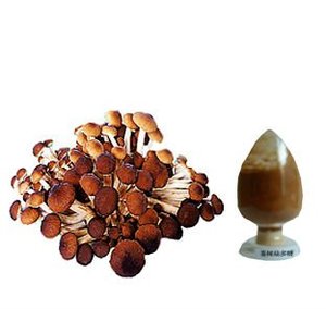 nous fournissons haute qualité agrocybe <span class=keywords><strong>aegerita</strong></span> extrait - Product Image 1