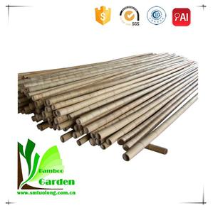 Canne droite naturelle en <span class=keywords><strong>bambou</strong></span> avec manche rond, écologique, origine Fujian, marque Toulong, pour l'agriculture, le jardinage et les vergers - Product Image 4
