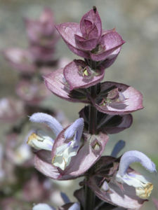 Katyani-aceite de salvia orgánico y Natural para masaje y SPA, producto nuevo, 100% - Product Image 5