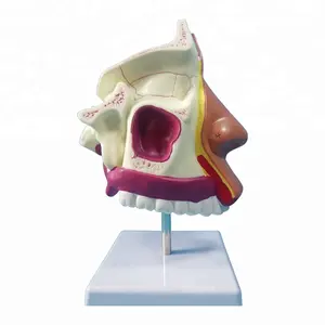 Human Sinus Model Anatomical Nose Model