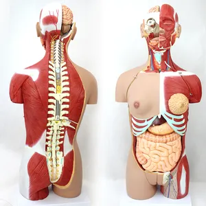 Factory direct human anatomy model human organ enlarge models