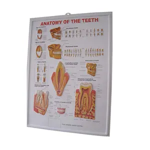 广告定制 3D PVC 压花医疗牙科海报