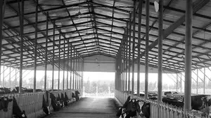 Structural Design Prefabricated Steel Cow Goat Dairy Farm Shed /Poultry Storage Structure