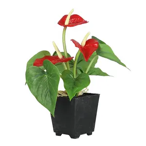 China Fabrikant Mini Latex Real Touch Anthurium Ingemaakte Bloem Voor Tafel Decor