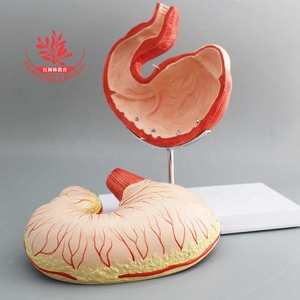 पशु हार्स पेट और हार्स गुर्दे गर्भाशय शरीर रचना विज्ञान मॉडल - Product Image 5
