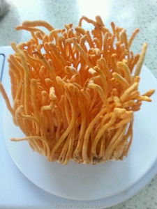 Detan Séchées Caterpillar pour Acheteurs De <span class=keywords><strong>Champignons</strong></span> - Product Image 2