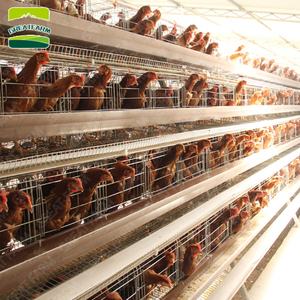Tuyệt vời trang trại chăn nuôi gia cầm Thiết bị pin lồng đẻ gà mái thiết kế lớp Trung Quốc 5000 gà lồng - Product Image 3