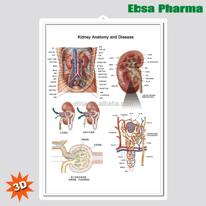 Pannelli Murali 3D Medico di Anatomia Umana/Poster-Anatomia e Malattie Renali